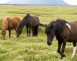 Islandpferde auf der Weide