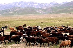 berall Herden mit Karakulschafen und Hirten in den Auslufern der Berge